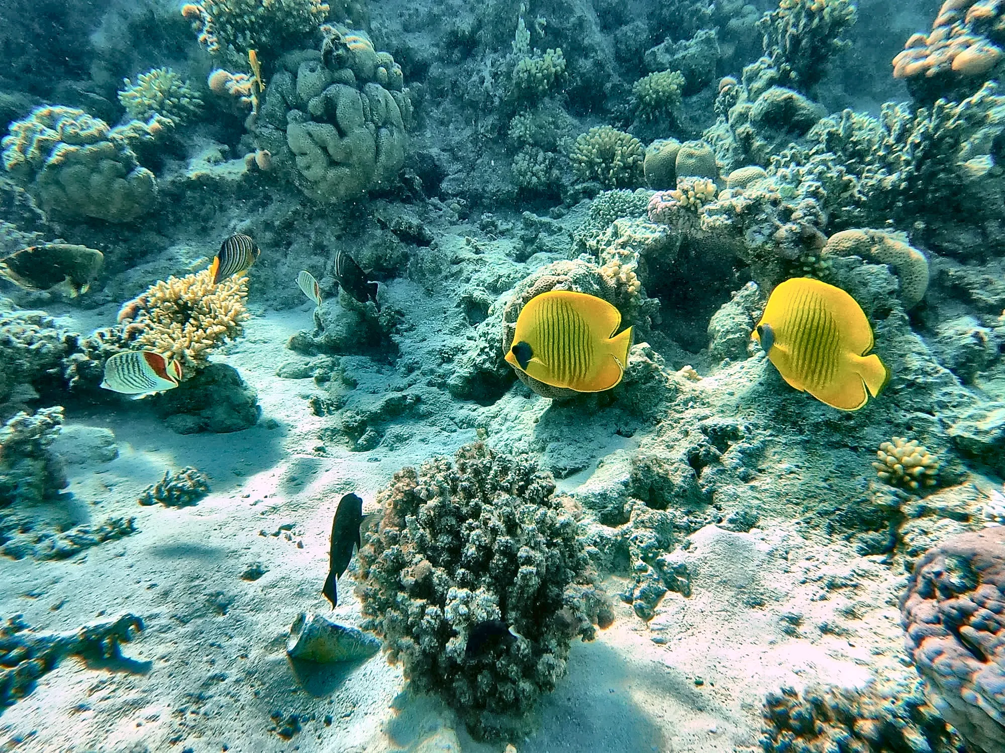 Ein Schwarm Falterfische steht über dem Riff von Ras Umm Sid bei Sharm El Sheikh.