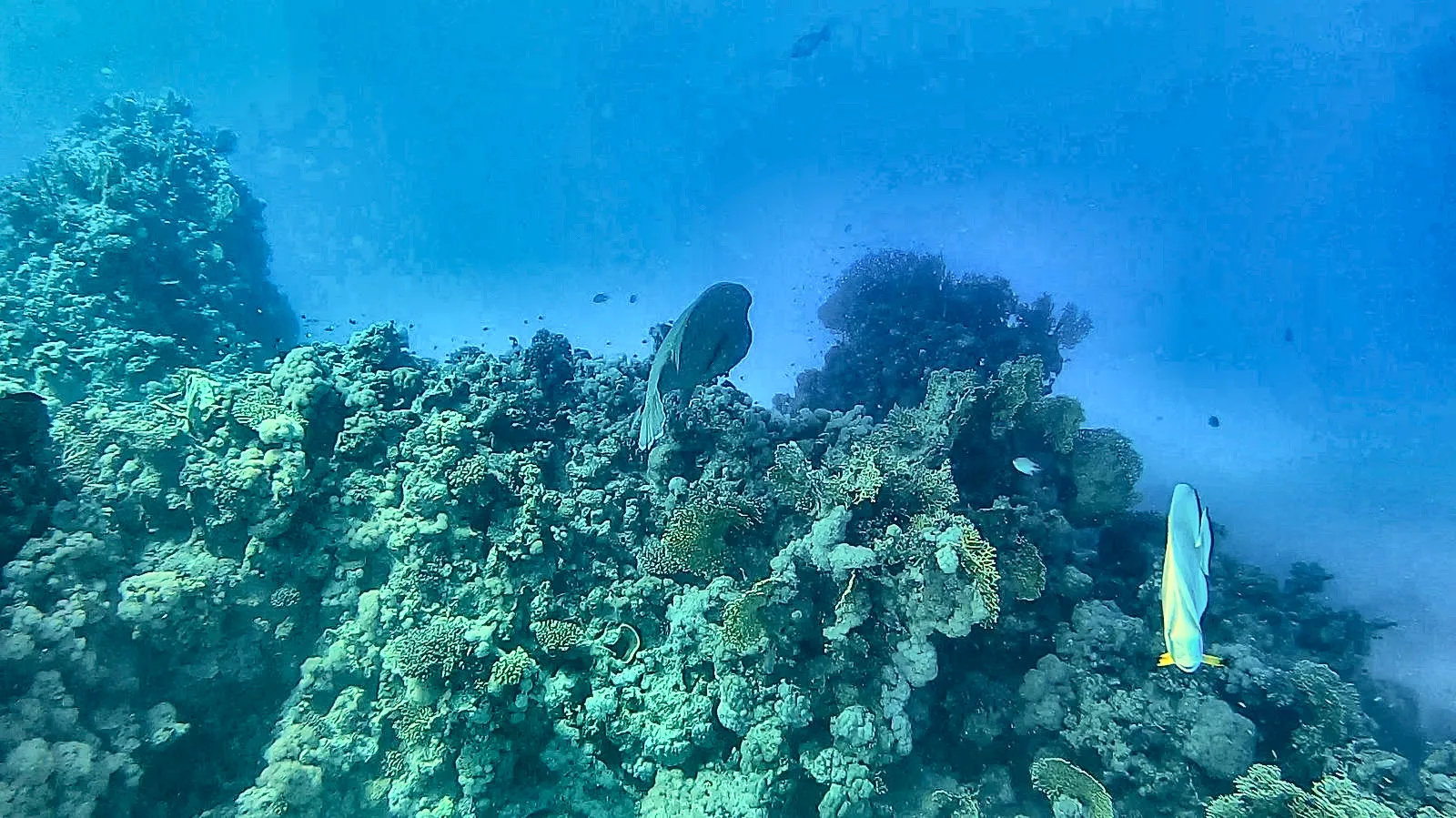 Ein Napoleon-Lippfisch schwimmt vor der Riffwand im Ras Mohammed Nationalpark, Rotes Meer.