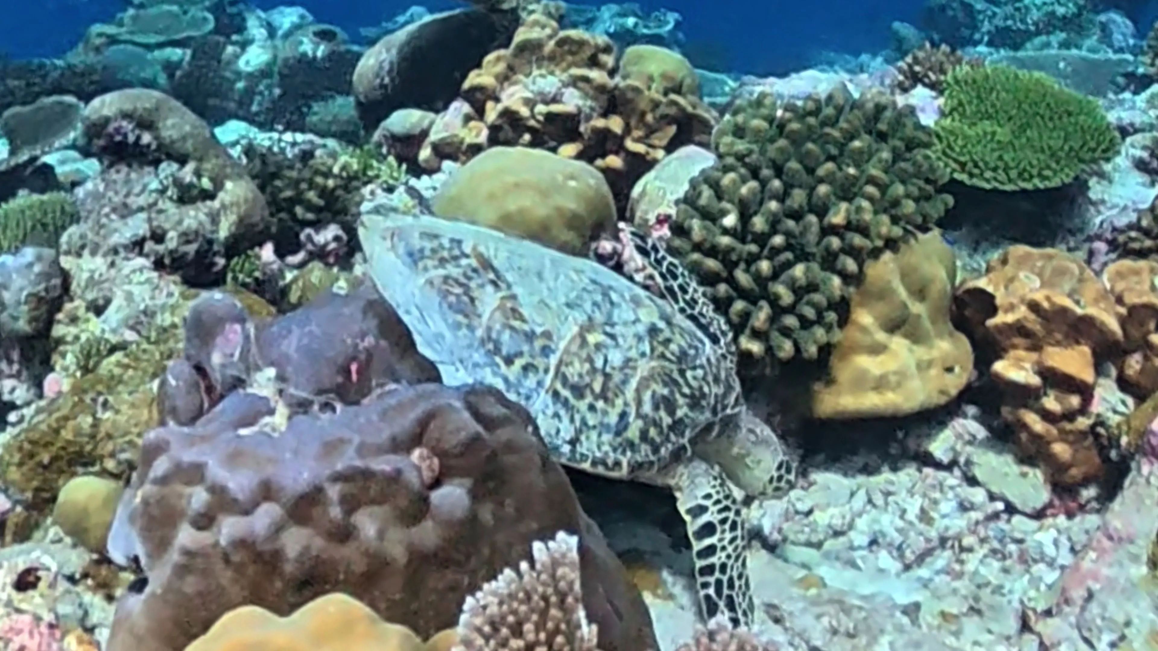 Eine Schildkröte liegt zwischen bunten Steinkorallen und gelben Schwämmen am Bodufinolhu Thila vor Dhigurah.