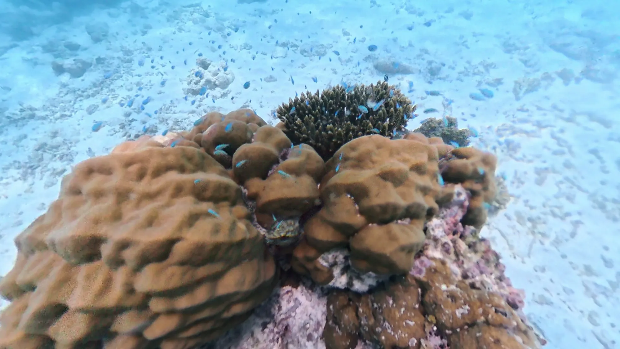 Große Porenkorallen in warmem Braun auf hellem Sandgrund am Turtle Reef vor Dhigurah.