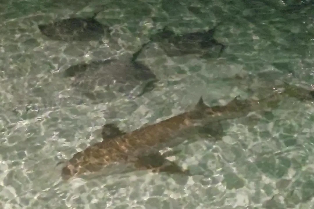 Ein Ammenhai gleitet abends im Flachwasser am Steg von Fulidhoo vorbei, Malediven.