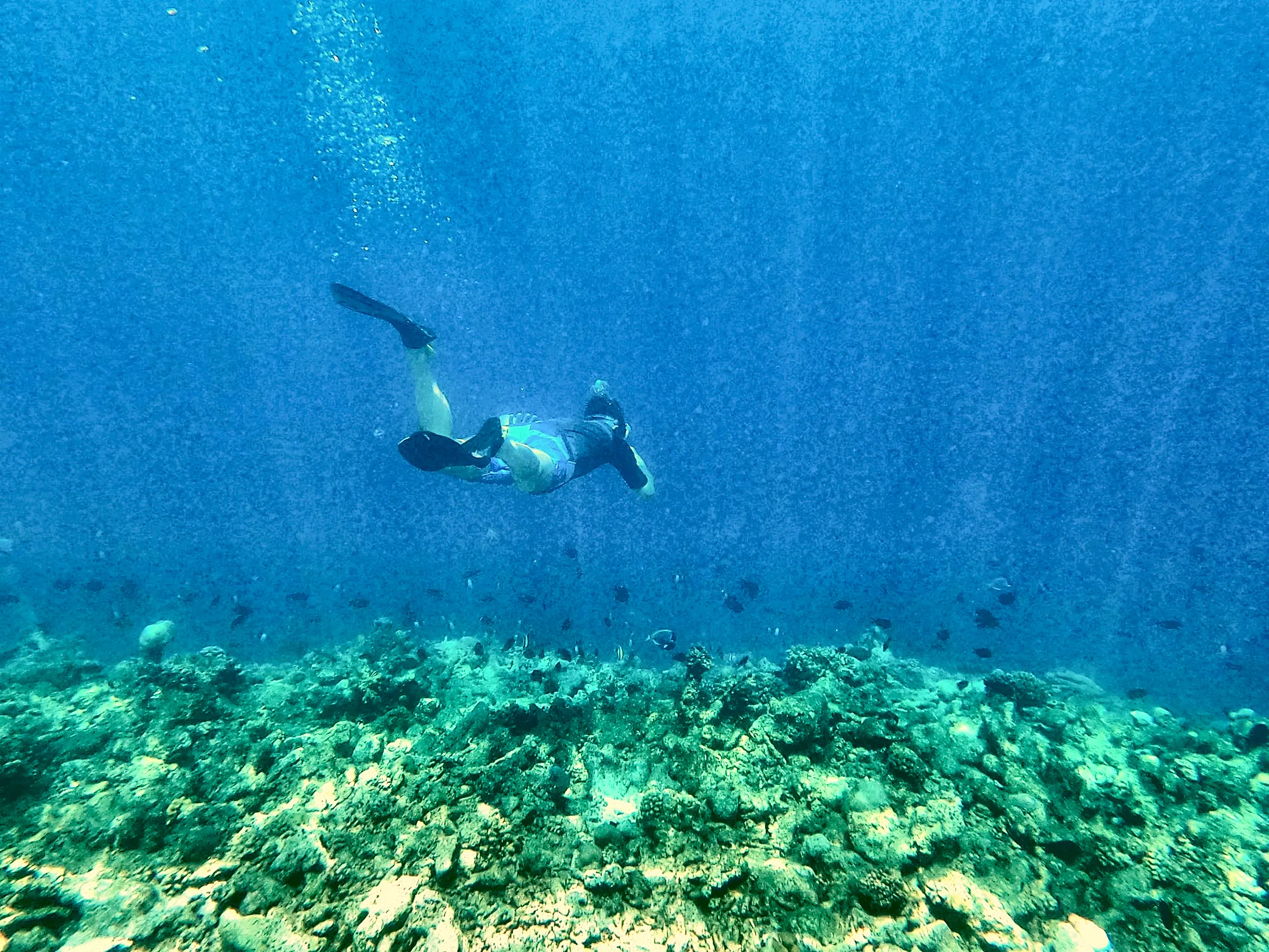 Snorkeler above a reef, with the reef edge below