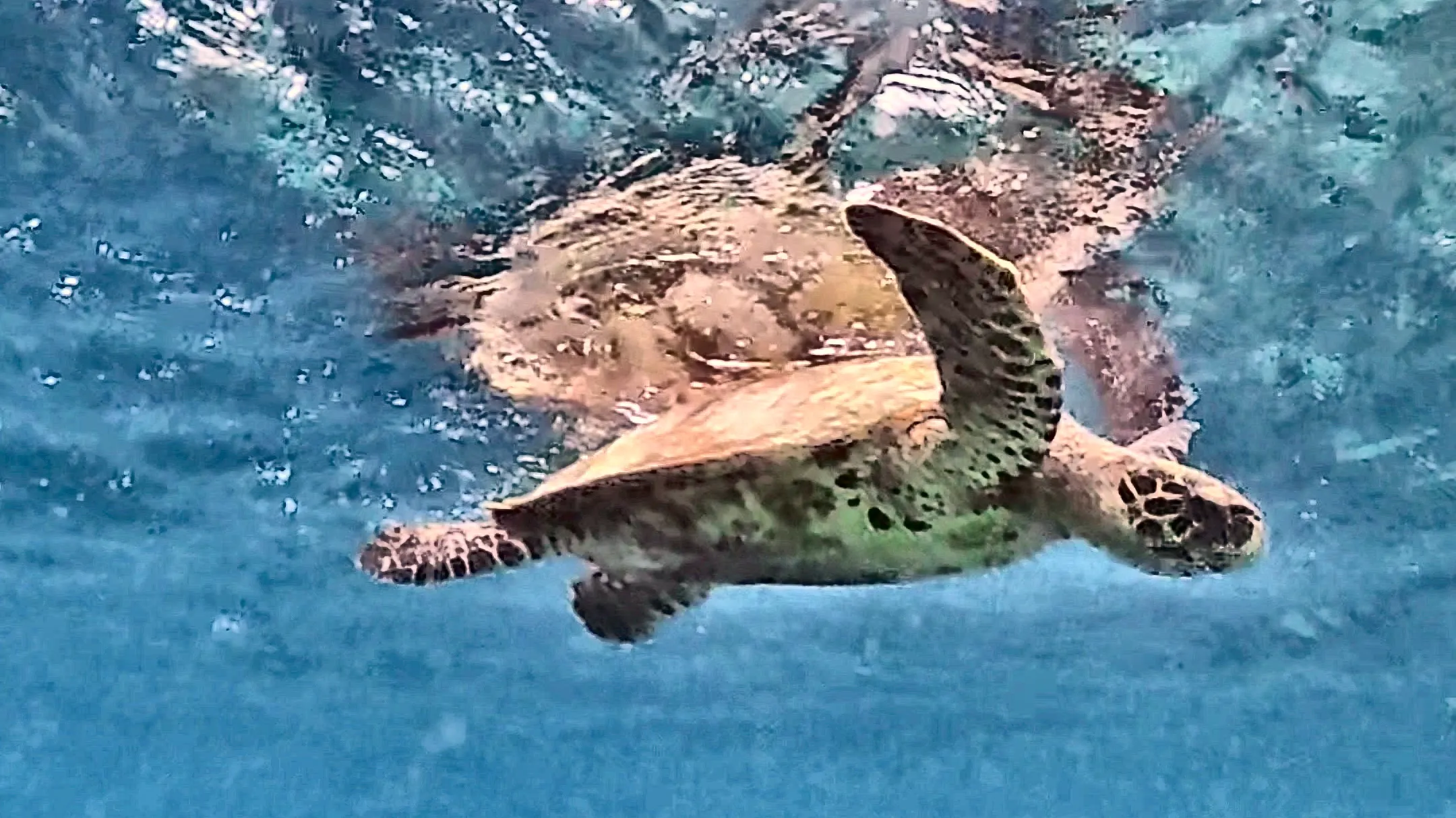 Eine Schildkröte schwimmt dicht unter der Wasseroberfläche über dem Riff vor Kamadhoo, im Wasser spiegelt sich das Sonnenlicht.