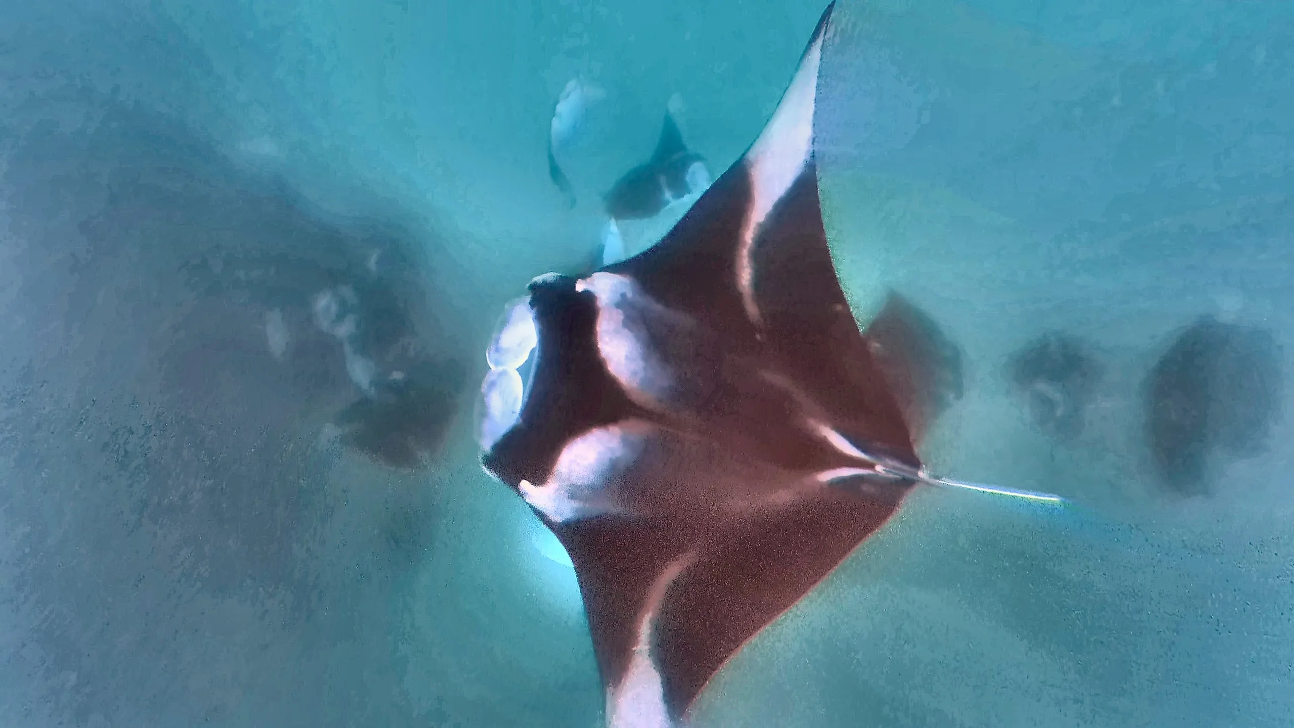Ein Mantarochen von unten, das weit geöffnete Maul zum Filtrieren nach vorn gerichtet.