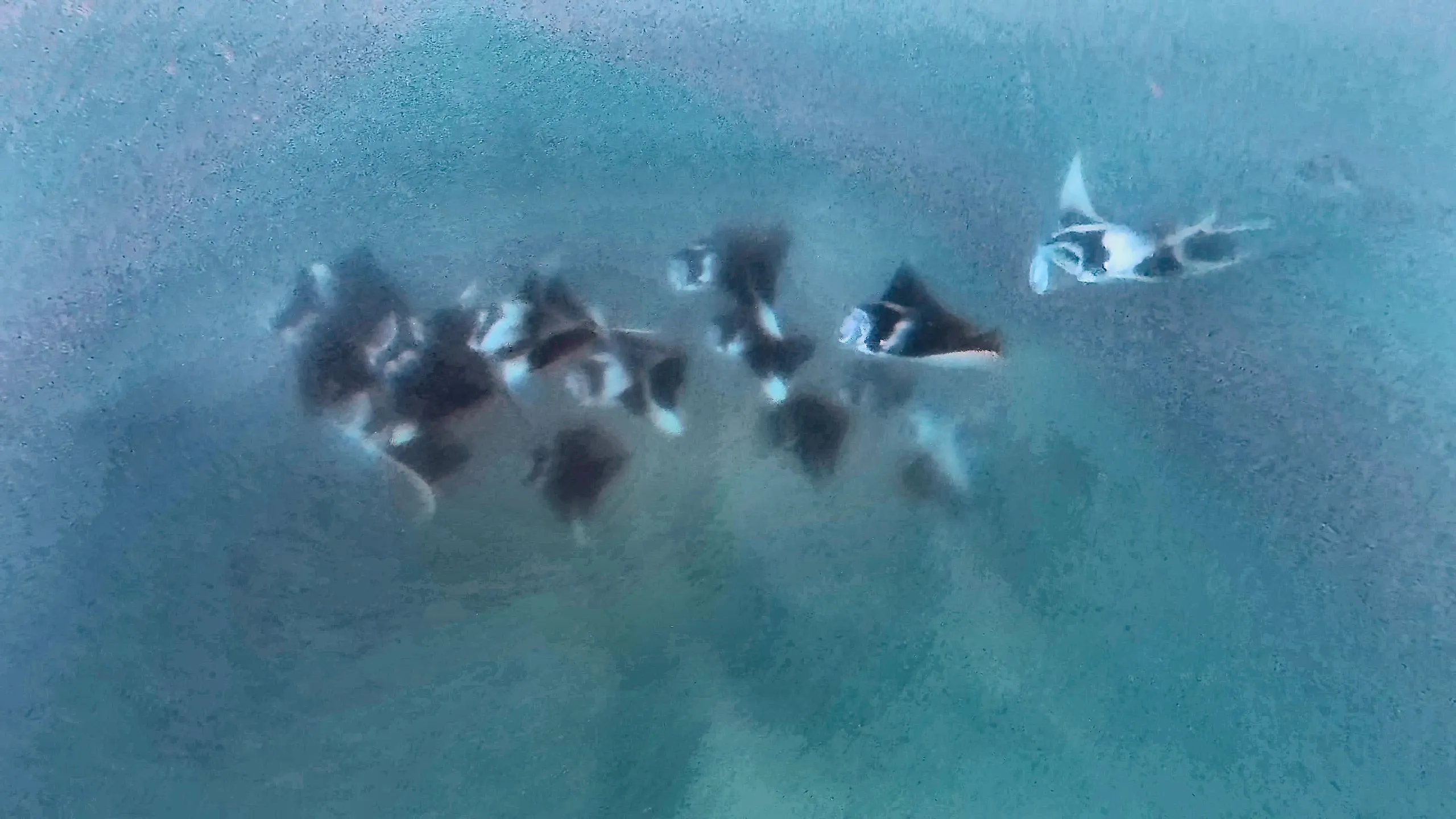 Mehrere Mantarochen ziehen dicht unter der Wasseroberfläche durch die Hanifaru Bay.