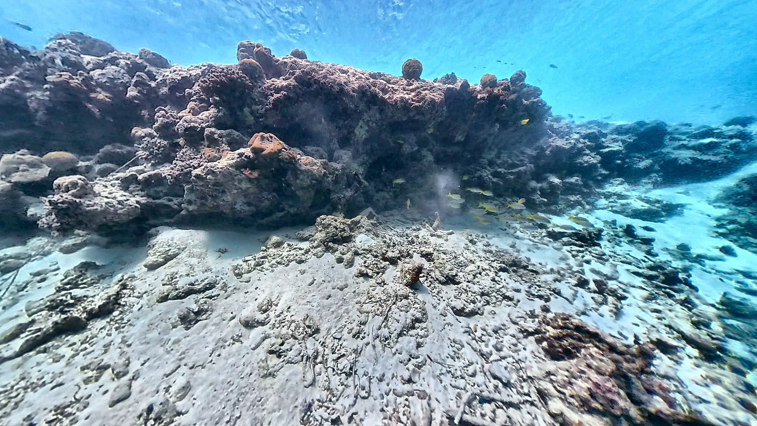 Ein Korallenblock steht auf hellem Sandgrund am Hausriff von Maalhos, im Hintergrund klares blaues Wasser.
