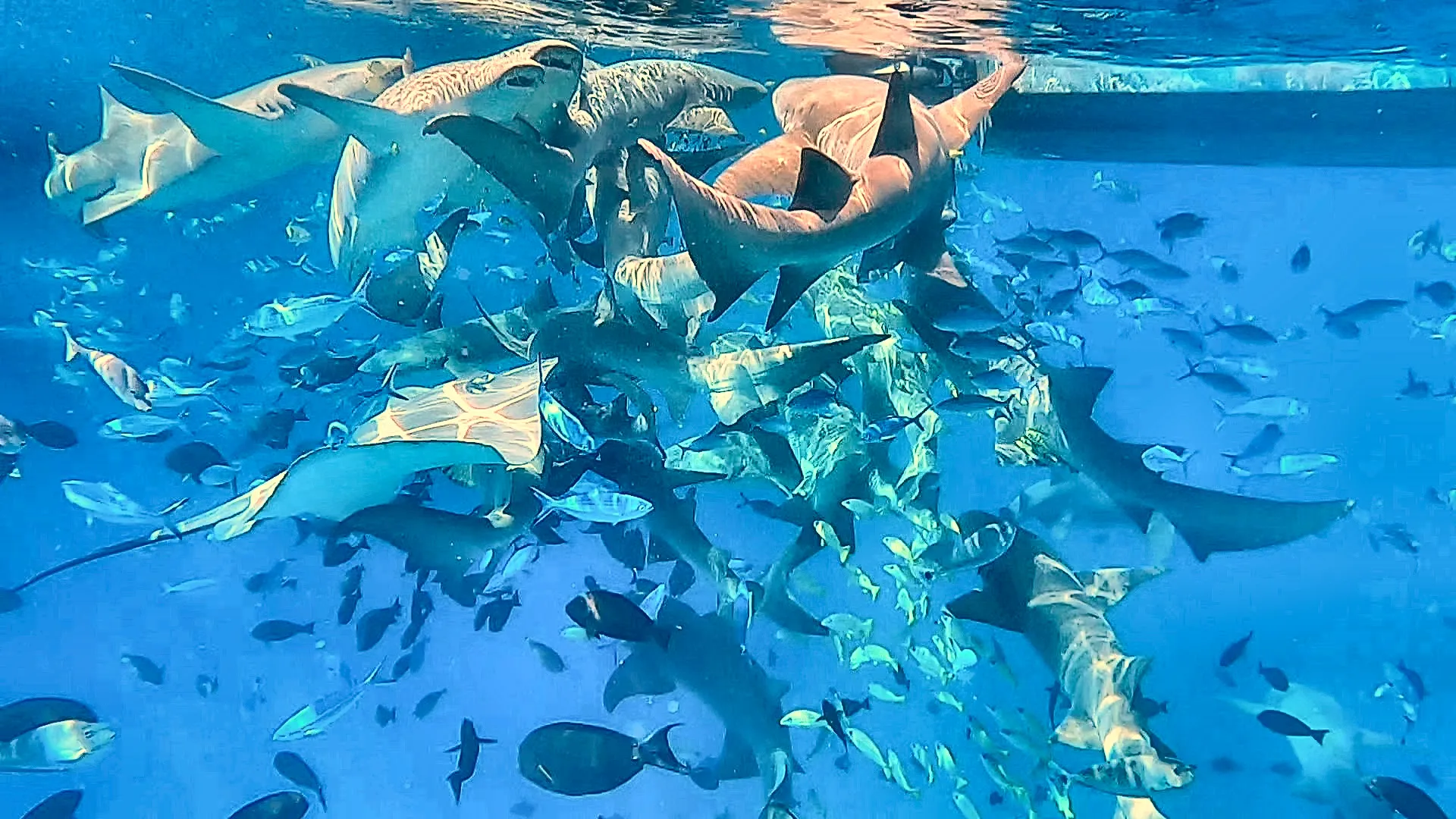 Mehrere Ammenhaie drängen sich im flachen Wasser vor Fulidhoo dicht nebeneinander.