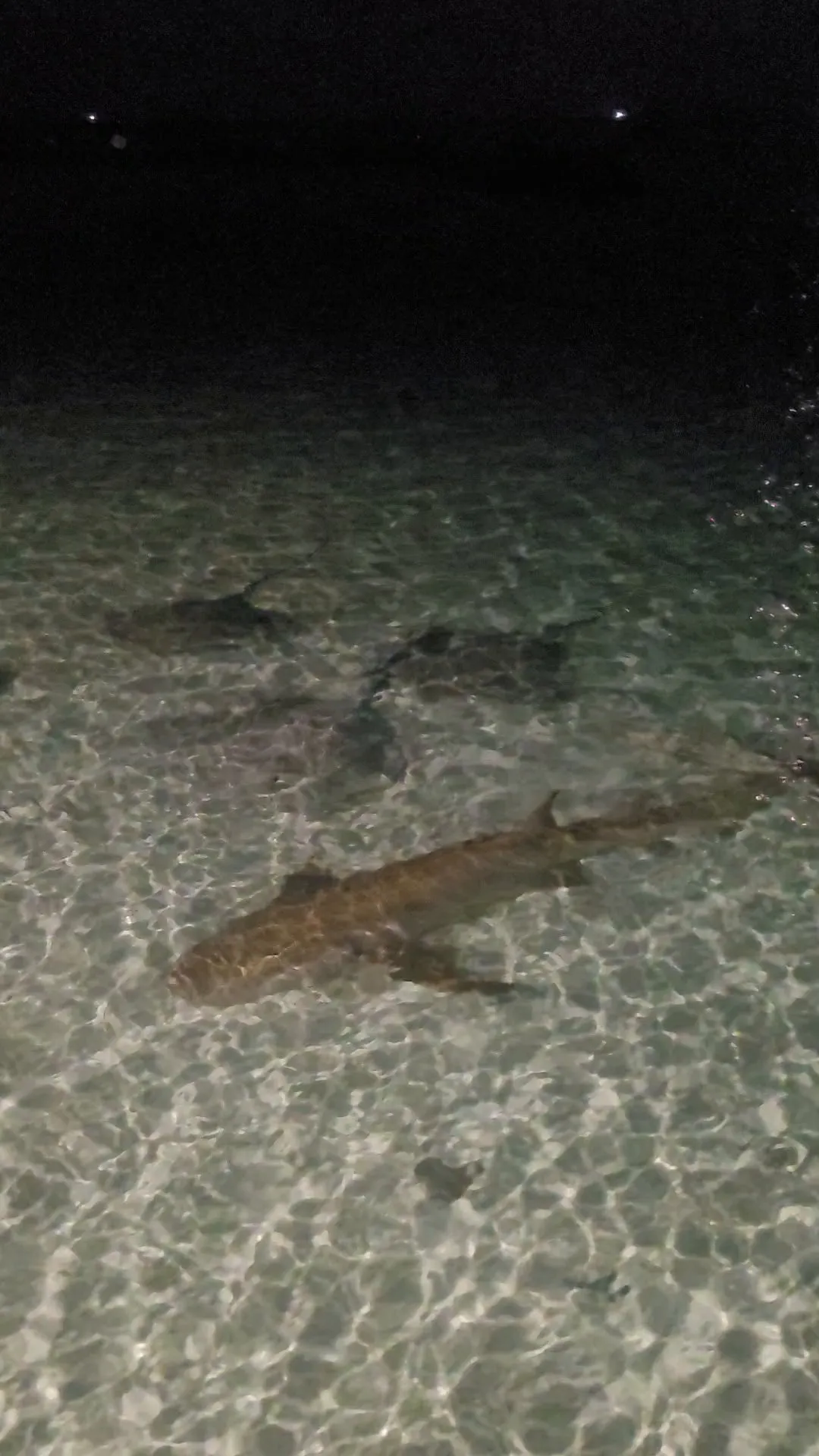 Ammenhaie im flachen Uferwasser am Abend am Steg von Fulidhoo, Malediven.