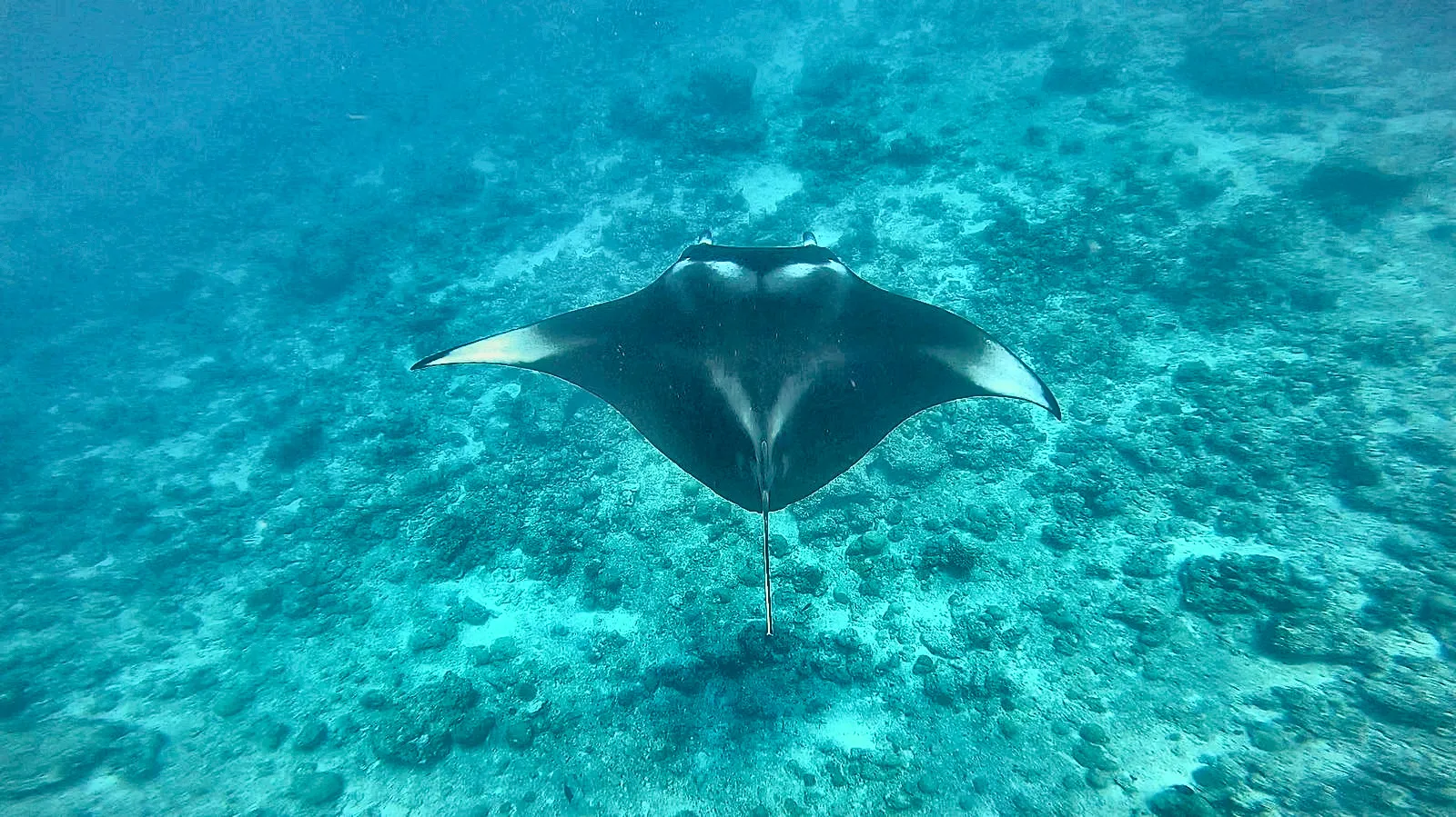 Ein Manta zieht mit ausgebreiteten Flügeln über das Riff vor Rasdhoo, Malediven.
