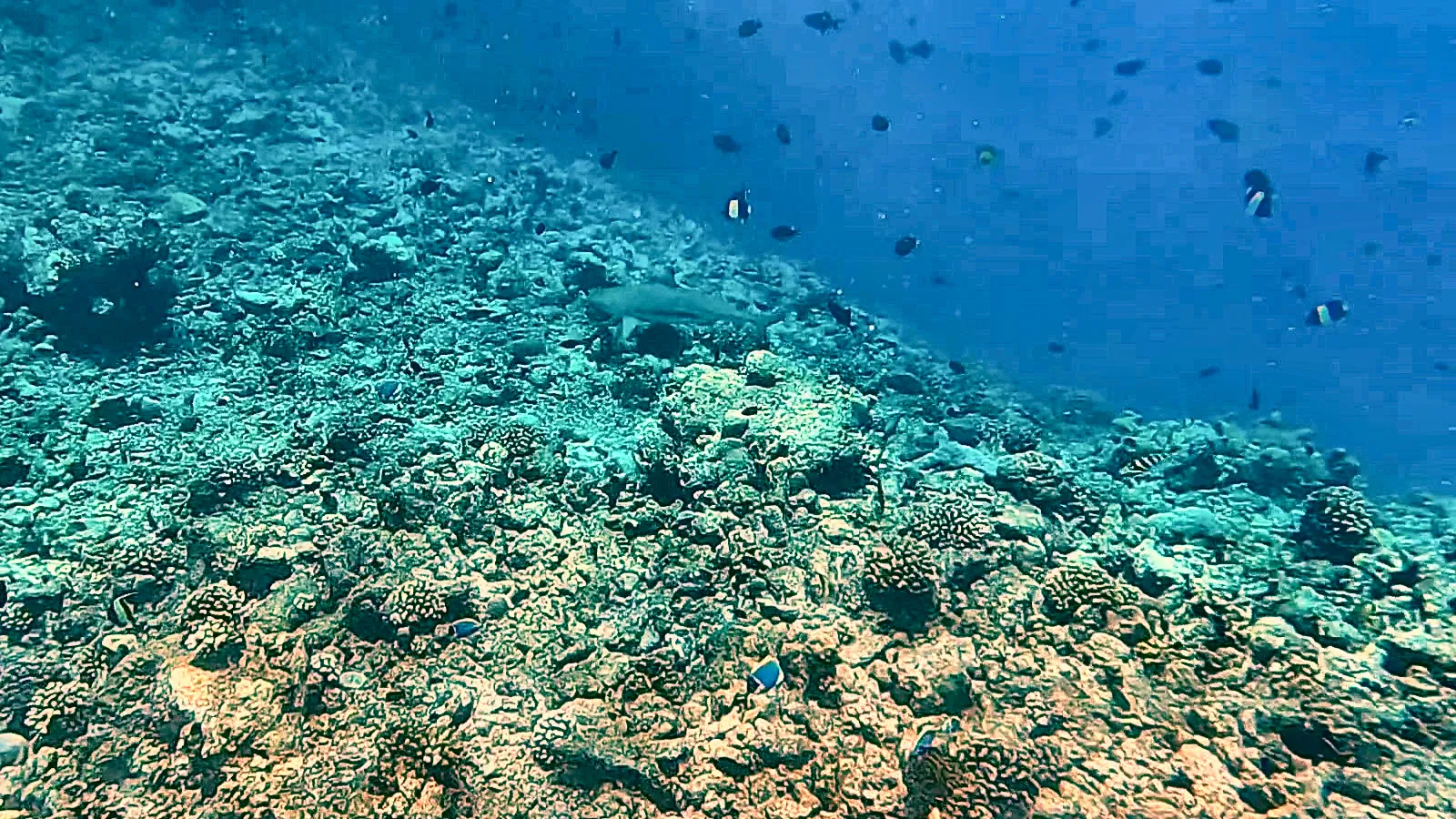 Ein Riffhai zieht über das Turtle Reef bei Rasdhoo, Malediven.