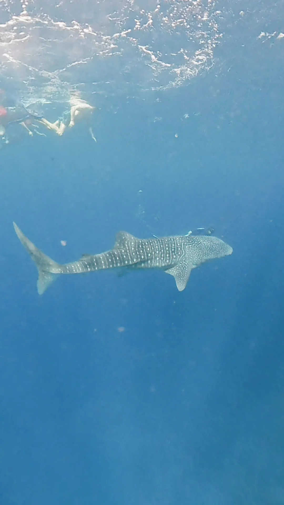 Ein junger Walhai zieht in voller Länge durch blaues Wasser, darüber schwimmen zwei Schnorchler an der Oberfläche.