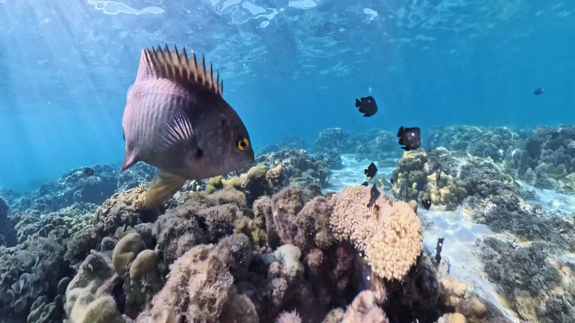 Ein Riffbarsch steht über abgestorbenen Korallen im flachen Wasser vor Flic en Flac, Mauritius.