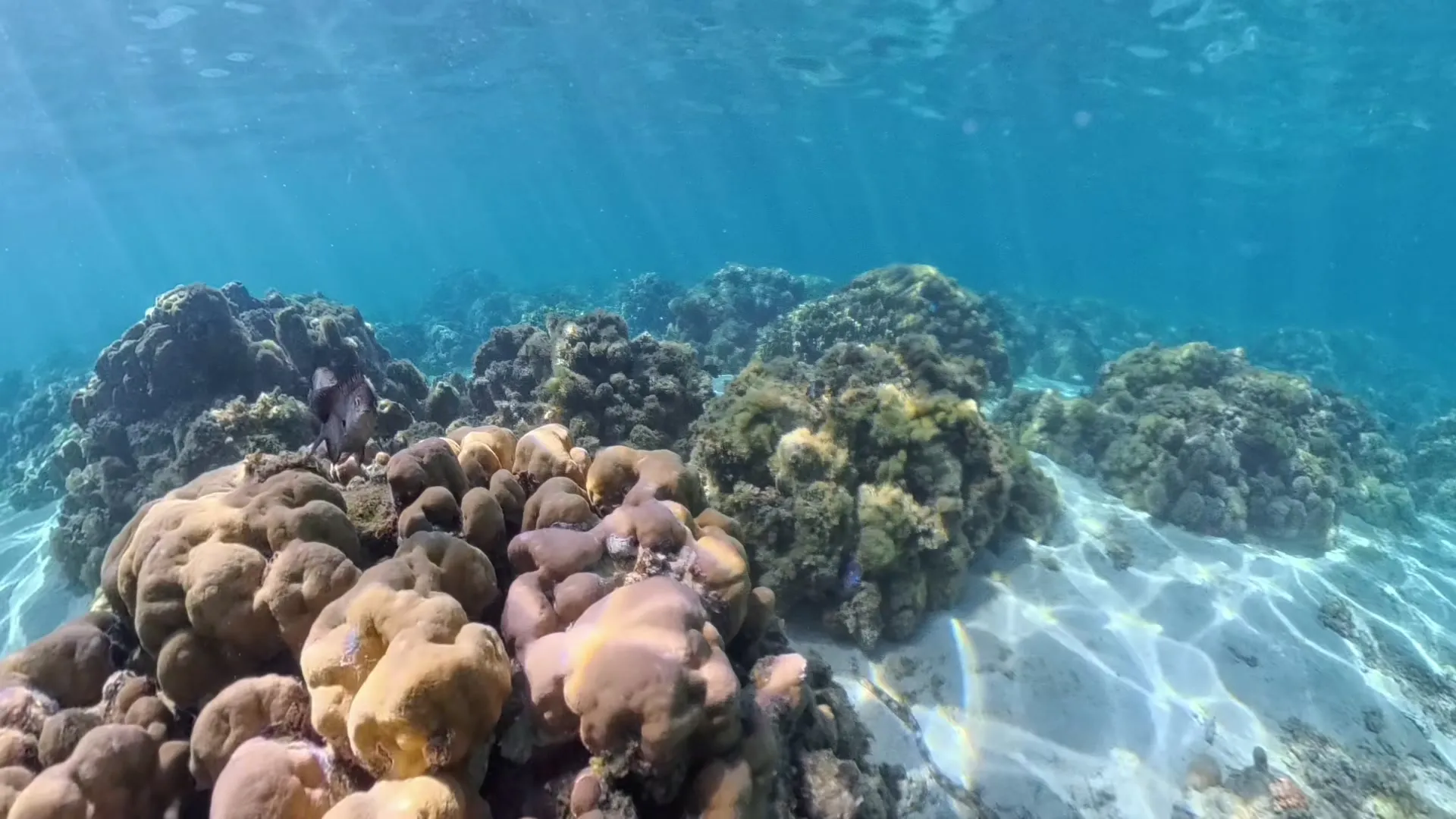 Runde Korallenblöcke auf hellem Sandgrund in der Lagune von Mauritius