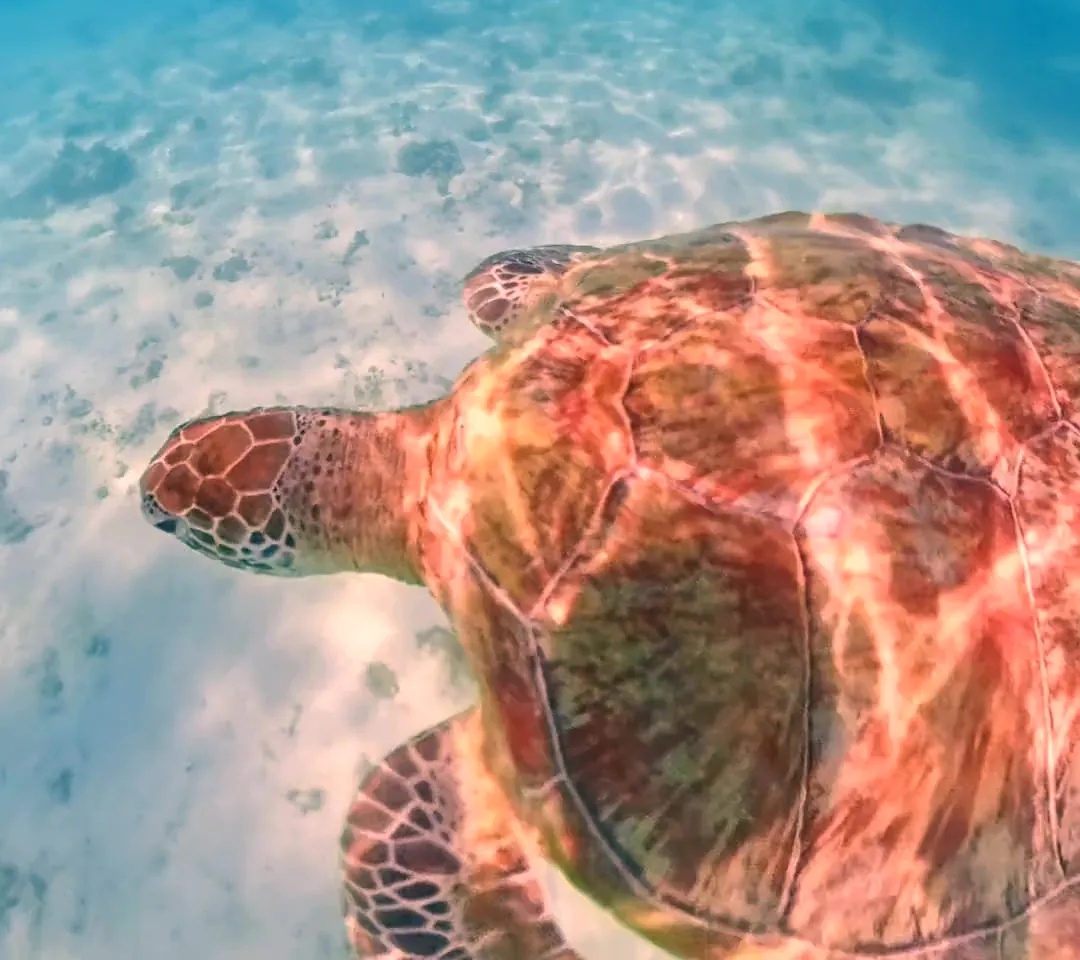Eine Meeresschildkröte schwimmt über hellen Sandgrund am Turtle Point, Mauritius