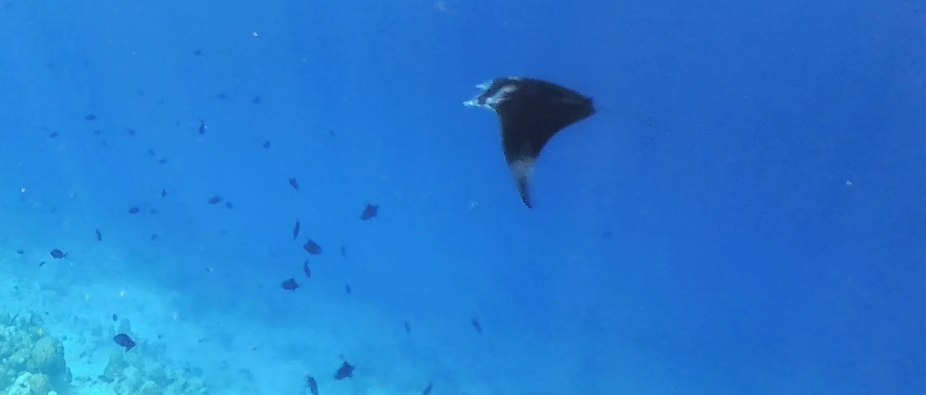 Ein Riffmanta zieht über der Riffkante von Rasdhoo Beyru auf den Malediven vorbei, links unten fällt das Korallenriff ins Blaue ab.