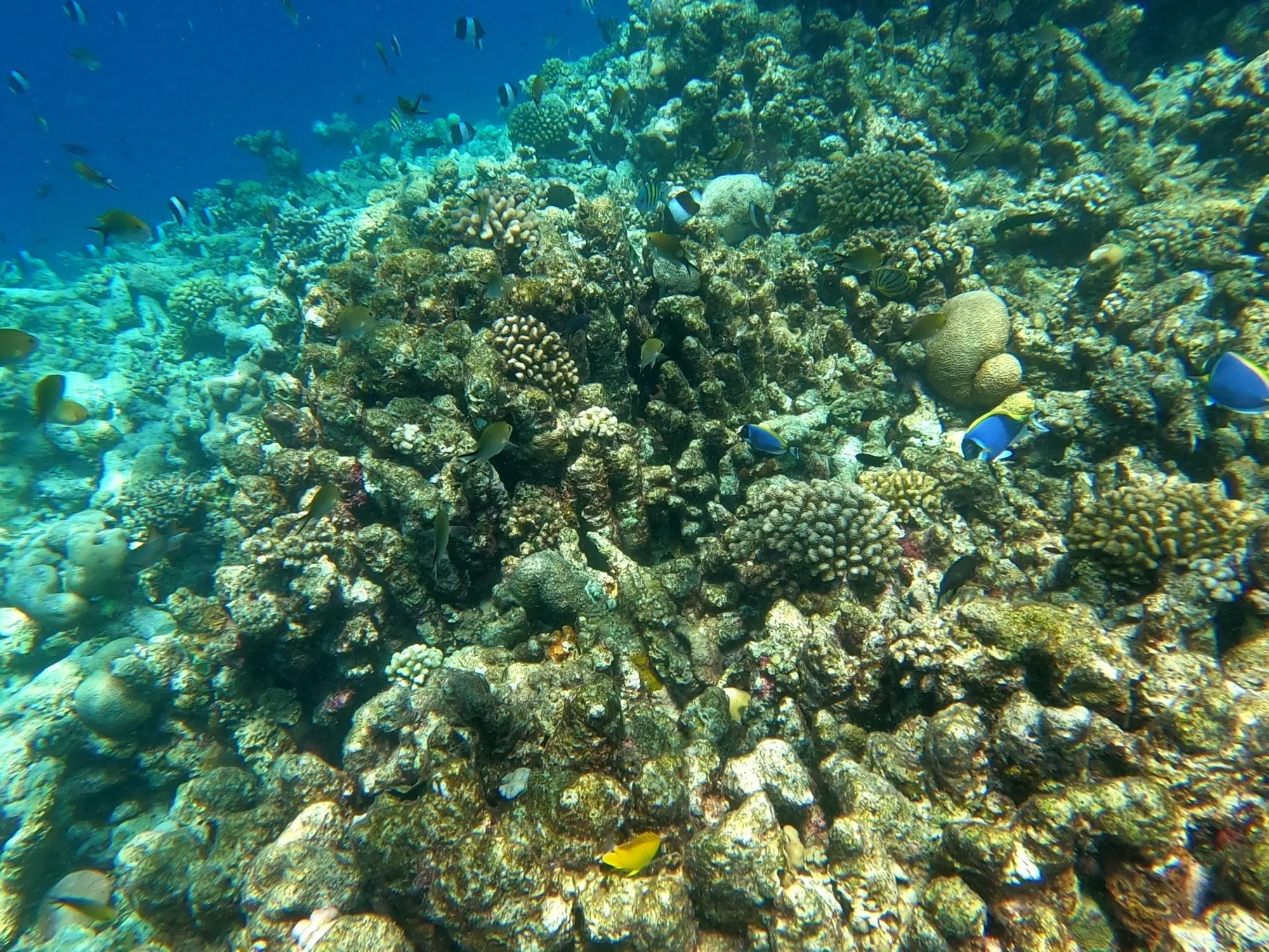 Riffkante mit Korallenblöcken, dahinter fällt das Wasser ins Blaue ab.