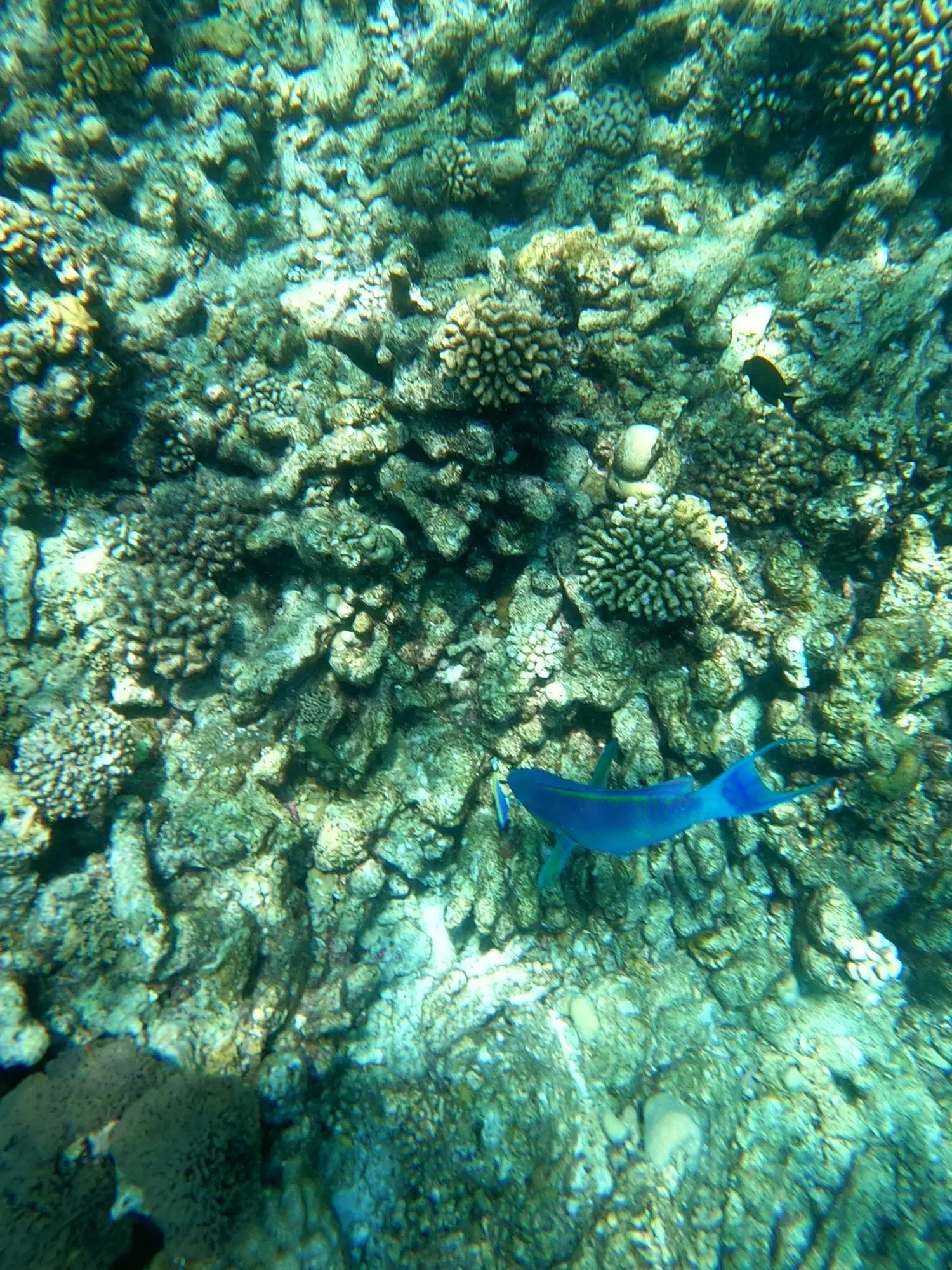 Ein leuchtend blauer Fisch schwebt über den Korallen des Hausriffs von Rasdhoo.