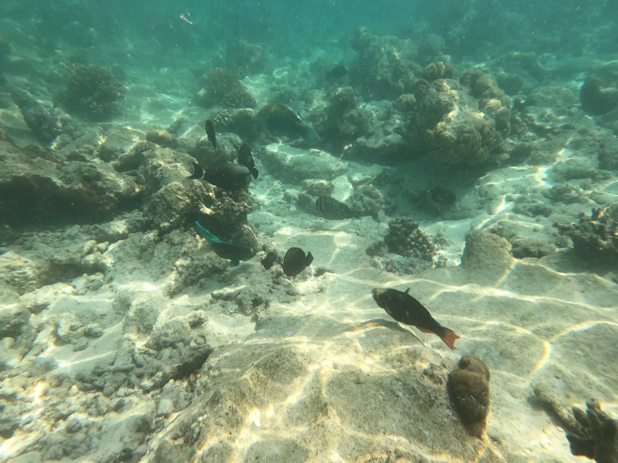 Ein einzelner Fisch über dem hellen Sandgrund am Hausriff von Rasdhoo.