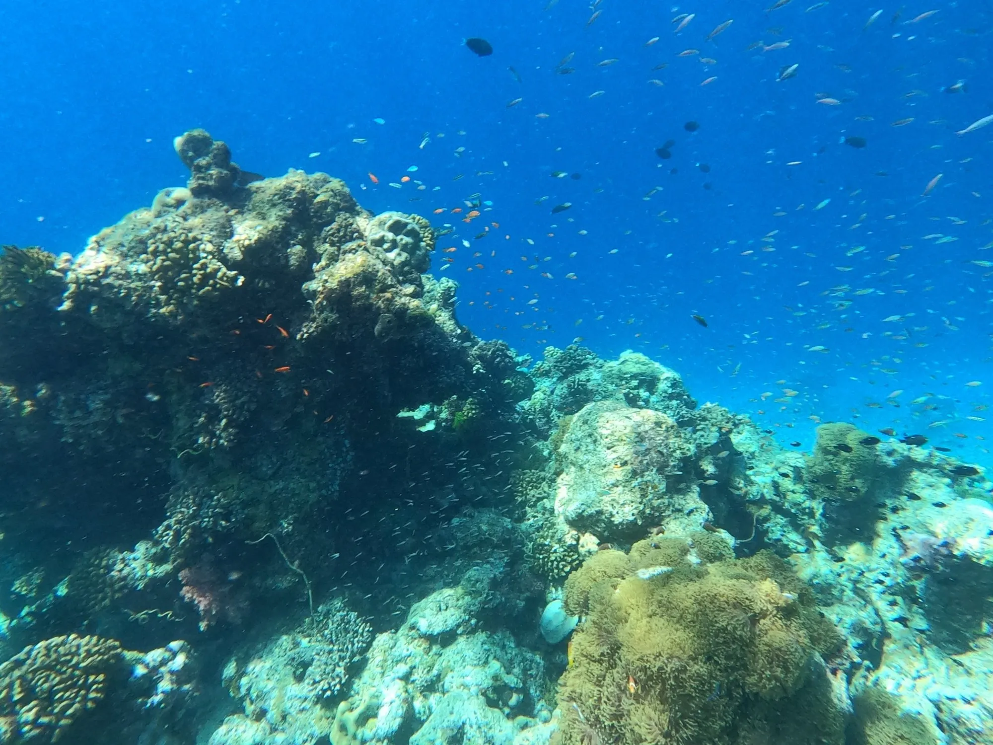 Großer Korallenblock an der Riffkante des Hausriffs von Rasdhoo, darüber ein Schwarm kleiner Fische im blauen Wasser.