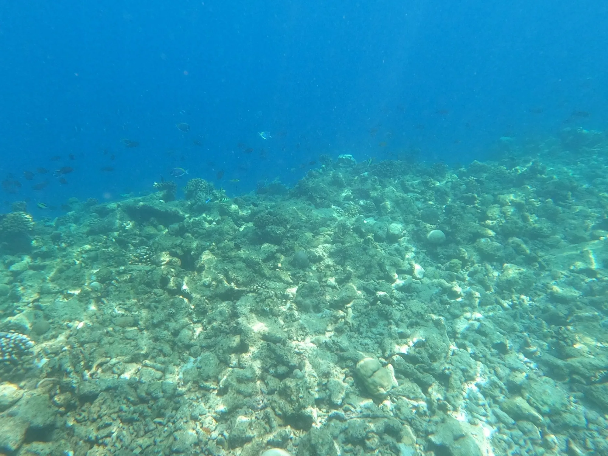 Flaches Riffdach am Hausriff von Rasdhoo, davor heller Sandgrund und blaues Wasser.