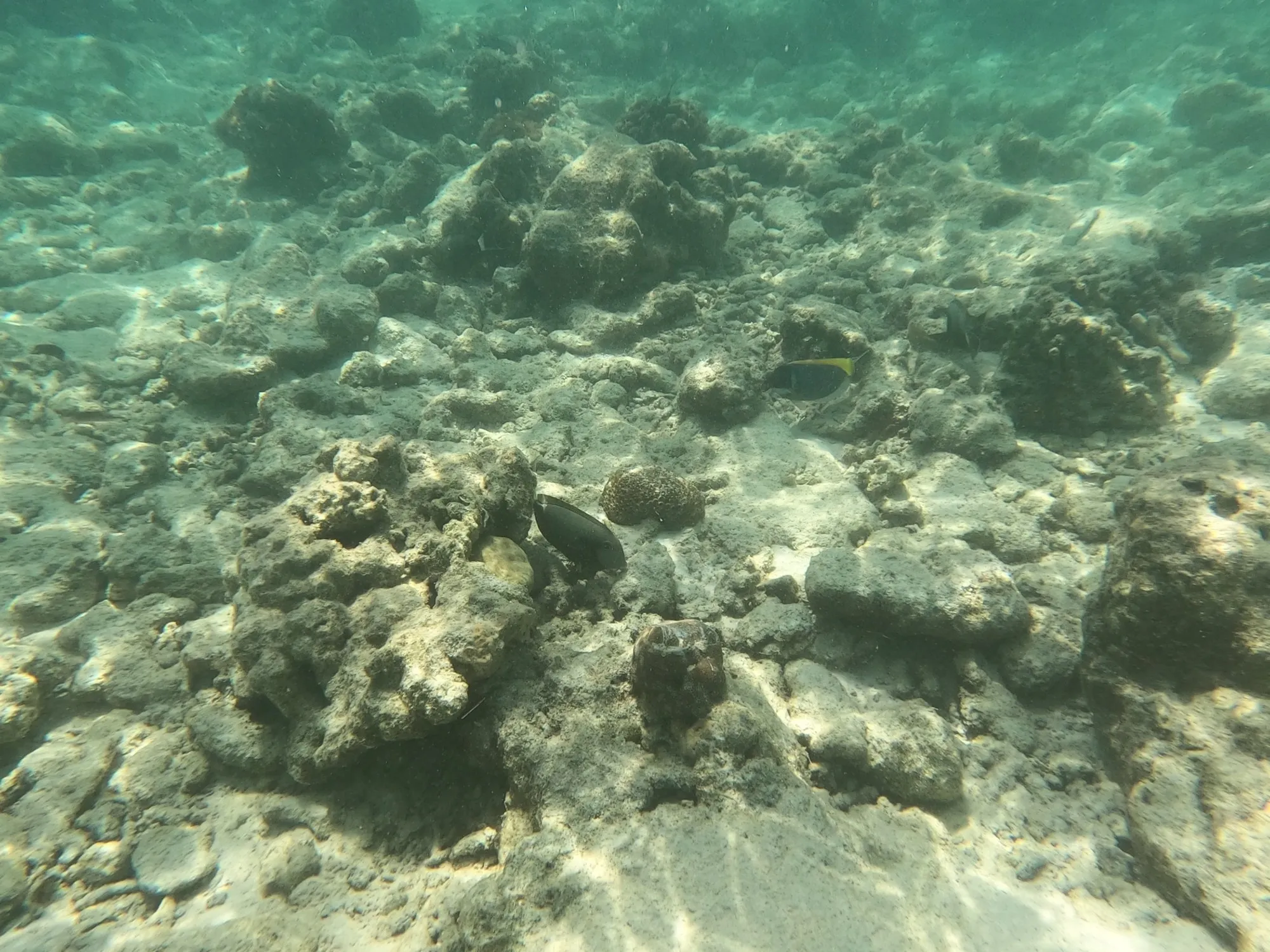 Flaches Riff über hellem Sandgrund am Hausriff von Rasdhoo, das Wasser leicht trüb.