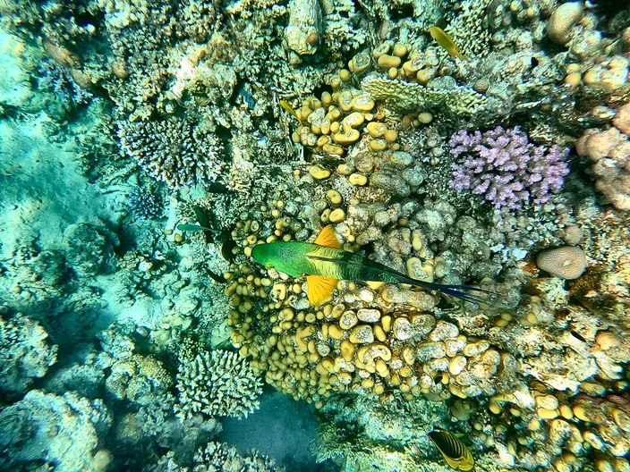 Coral garden with colorful fish in the Red Sea, shallow enough for snorkeling and diving in Egypt.
