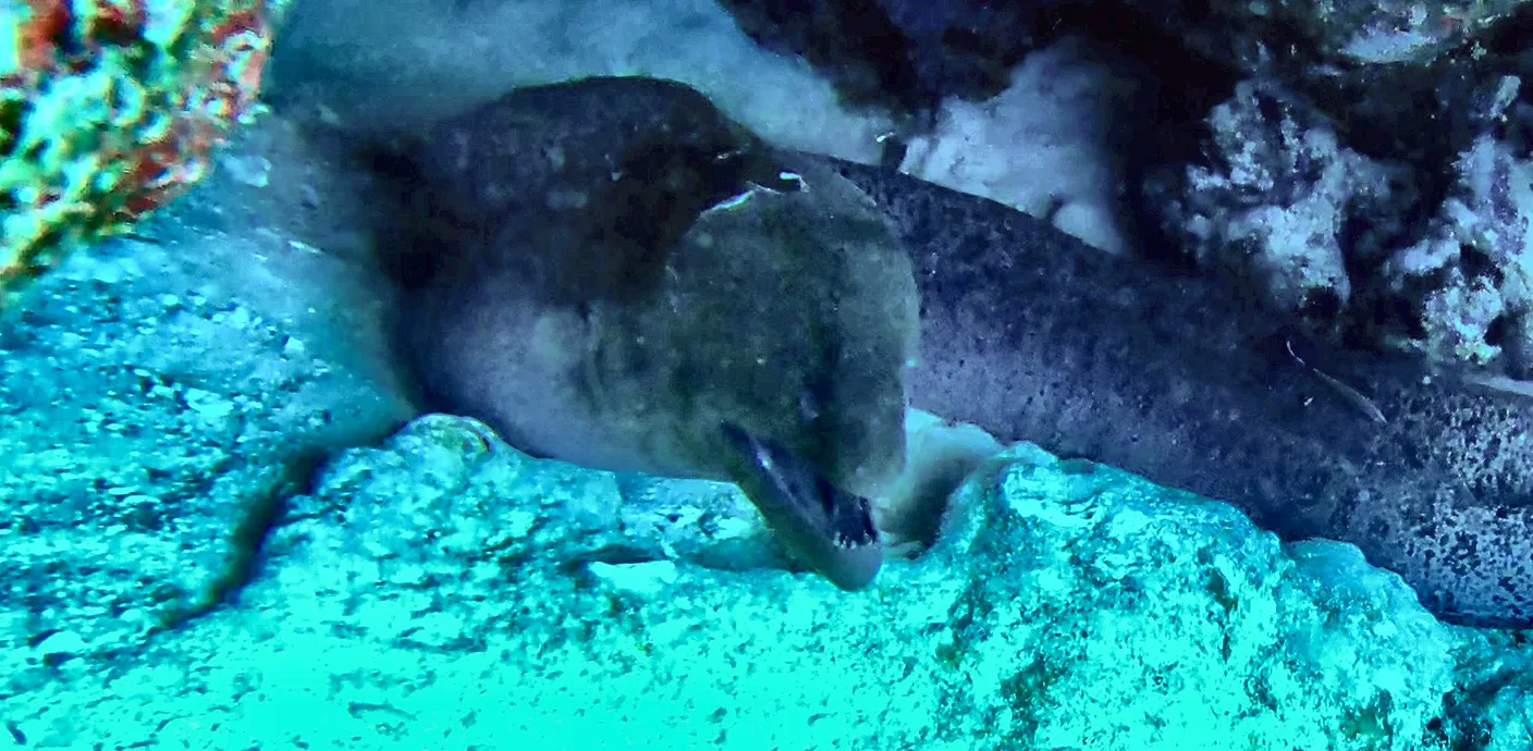 A moray eel in its rock crevice on the reef, seen while diving in Egypt.