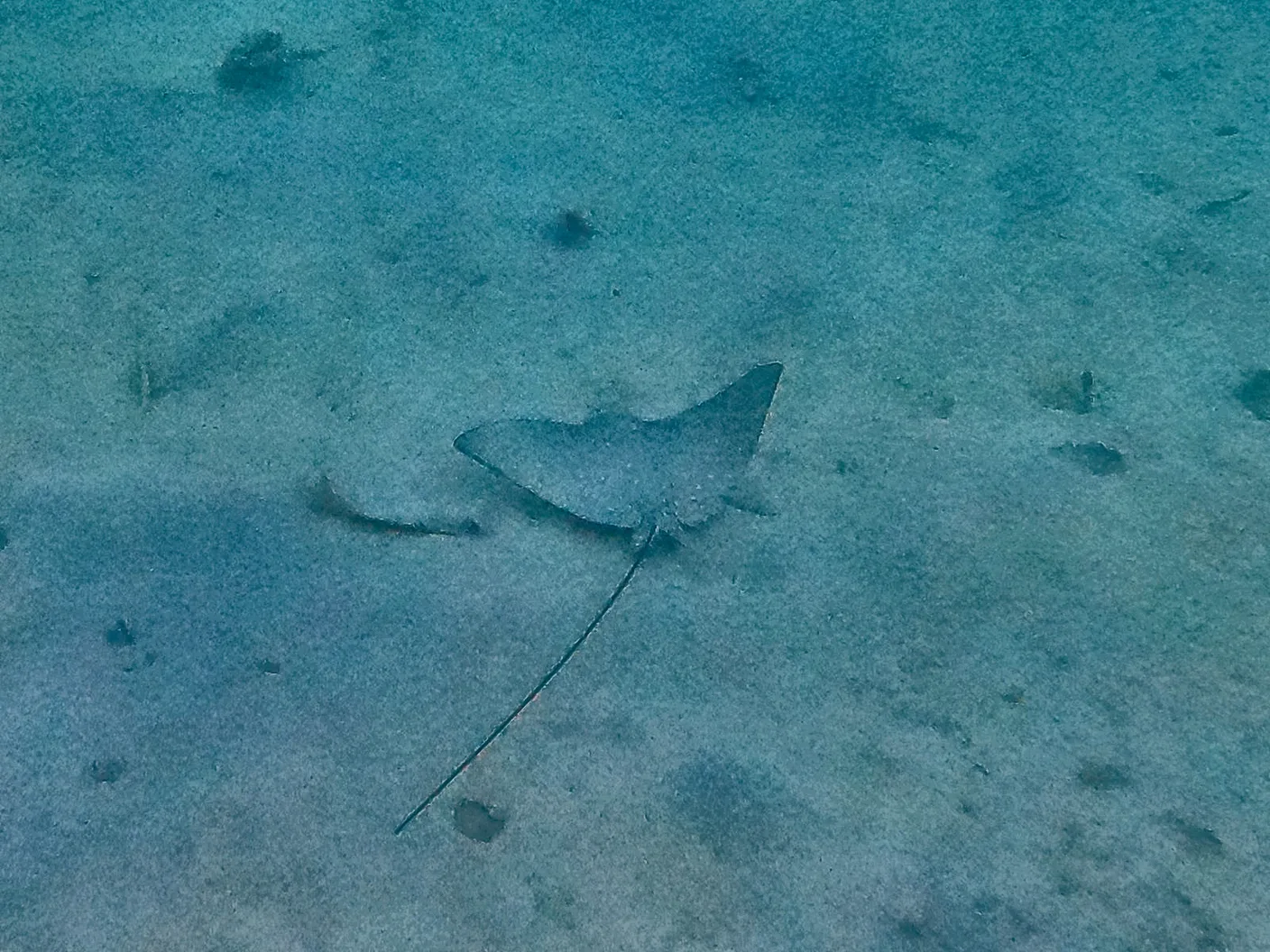 A single spotted ray glides over the sandy bottom in the shallow water off Fulidhoo, Maldives.
