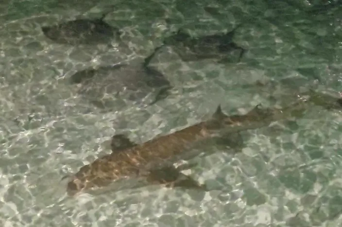 Ein Ammenhai gleitet abends im flachen Wasser am Steg von Fulidhoo auf den Malediven über hellen Sand.