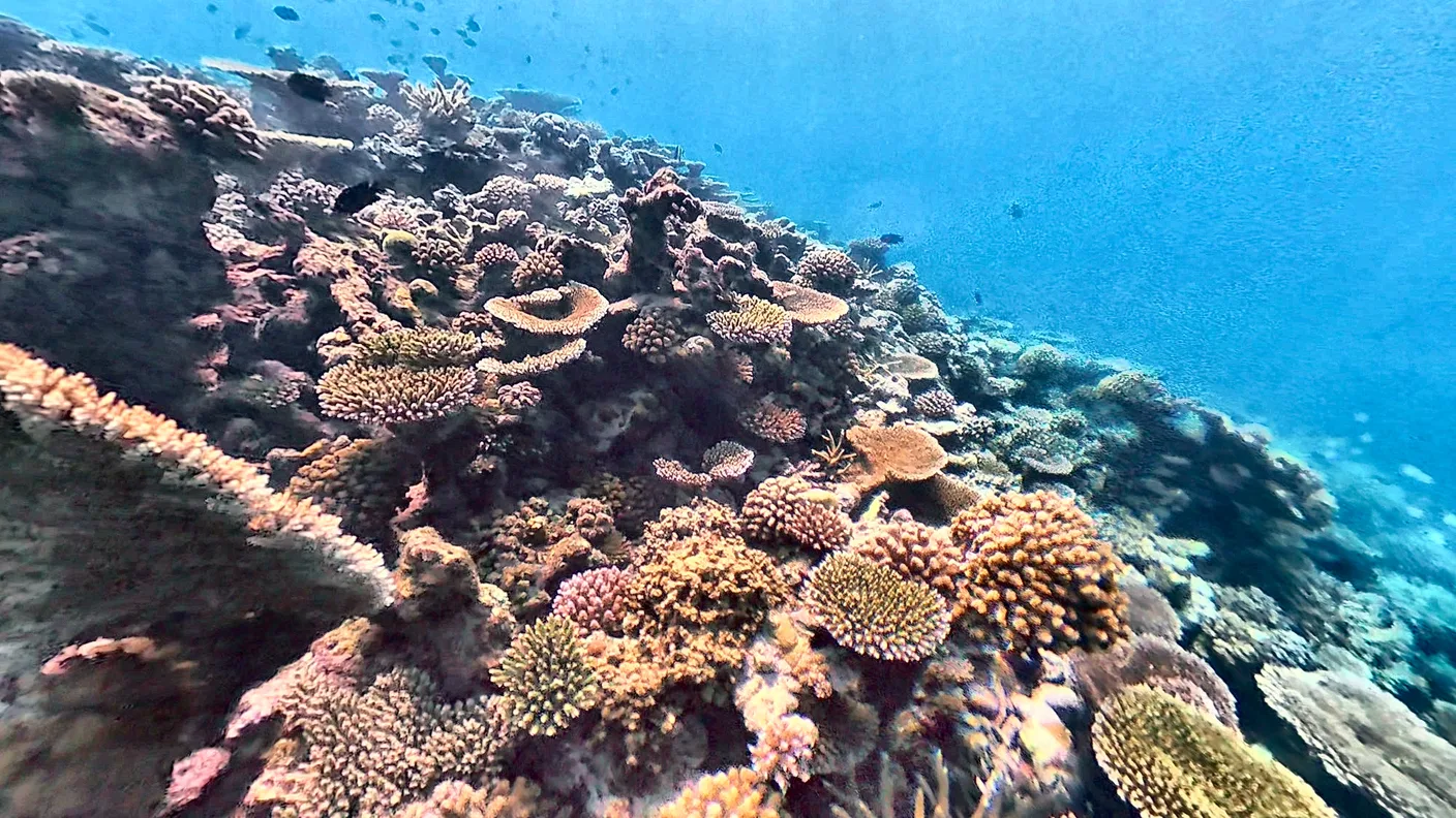 Dichter Korallengarten mit Tisch- und Geweihkorallen am Riff Faana Faru im Baa-Atoll der Malediven, darüber kleine Fische im blauen Wasser.