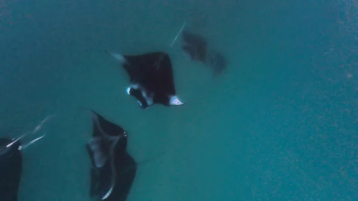 Blick von oben auf mehrere Mantarochen, die dicht unter der Wasseroberfläche der Hanifaru Bay nebeneinander ziehen.