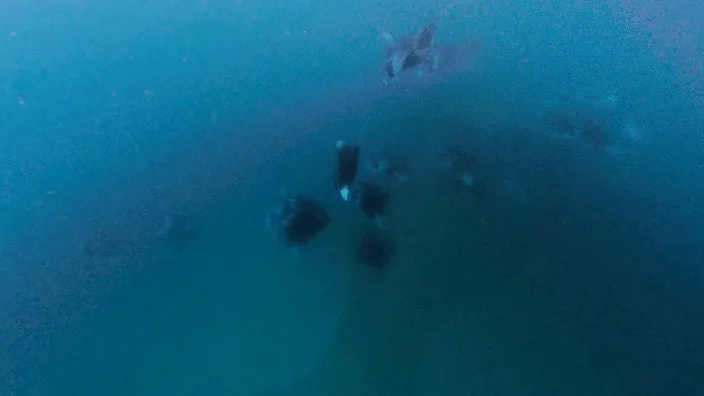 Mehrere Mantarochen sind in der Hanifaru Bay im trüben, blaugrünen Wasser als dunkle Umrisse zu erkennen.