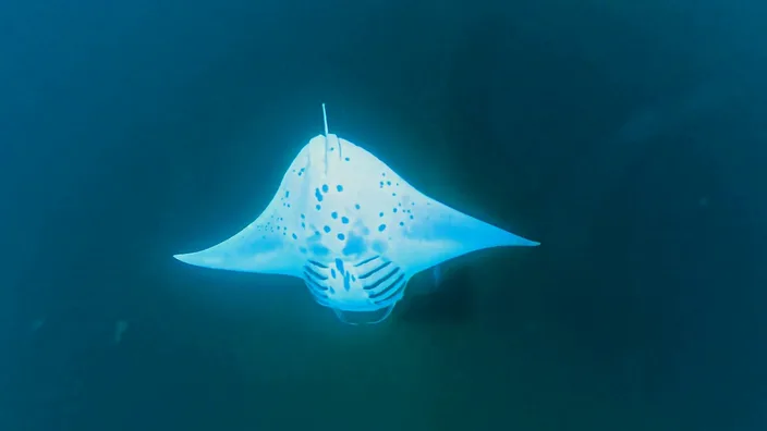 Ein Mantarochen zieht in der Hanifaru Bay von unten gesehen durch das Wasser, die helle Bauchzeichnung deutlich sichtbar.