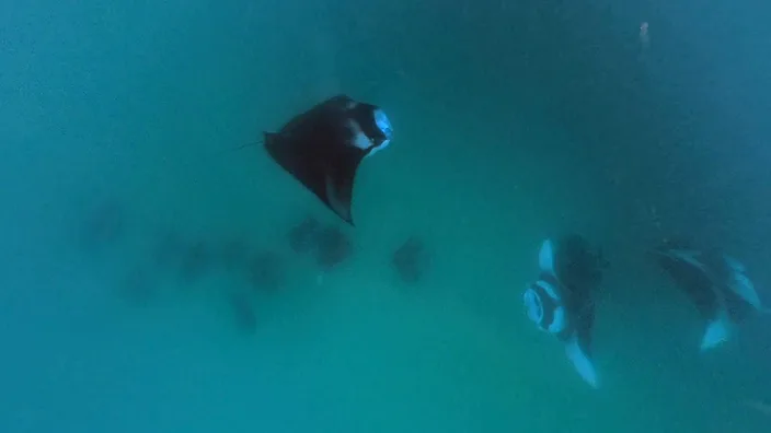 Mehrere Mantarochen ziehen einer nach dem anderen durch das trübe Wasser der Hanifaru Bay, Malediven.
