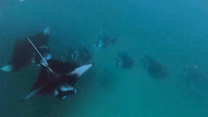 Mehrere Mantarochen ziehen in einer Reihe durch das planktontrübe, grünliche Wasser der Hanifaru Bay.