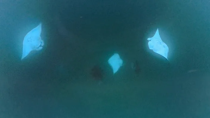 Drei Mantarochen verteilen sich nebeneinander über die Breite der Hanifaru Bay.
