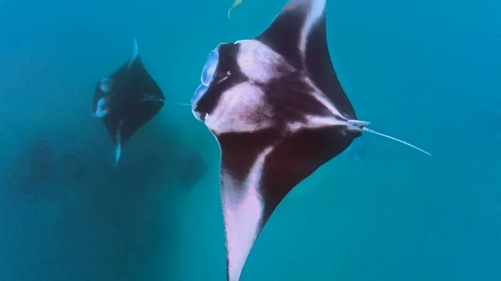 Ein Mantarochen mit weit geöffnetem Maul zieht in der Hanifaru Bay dicht an der Kamera vorbei.