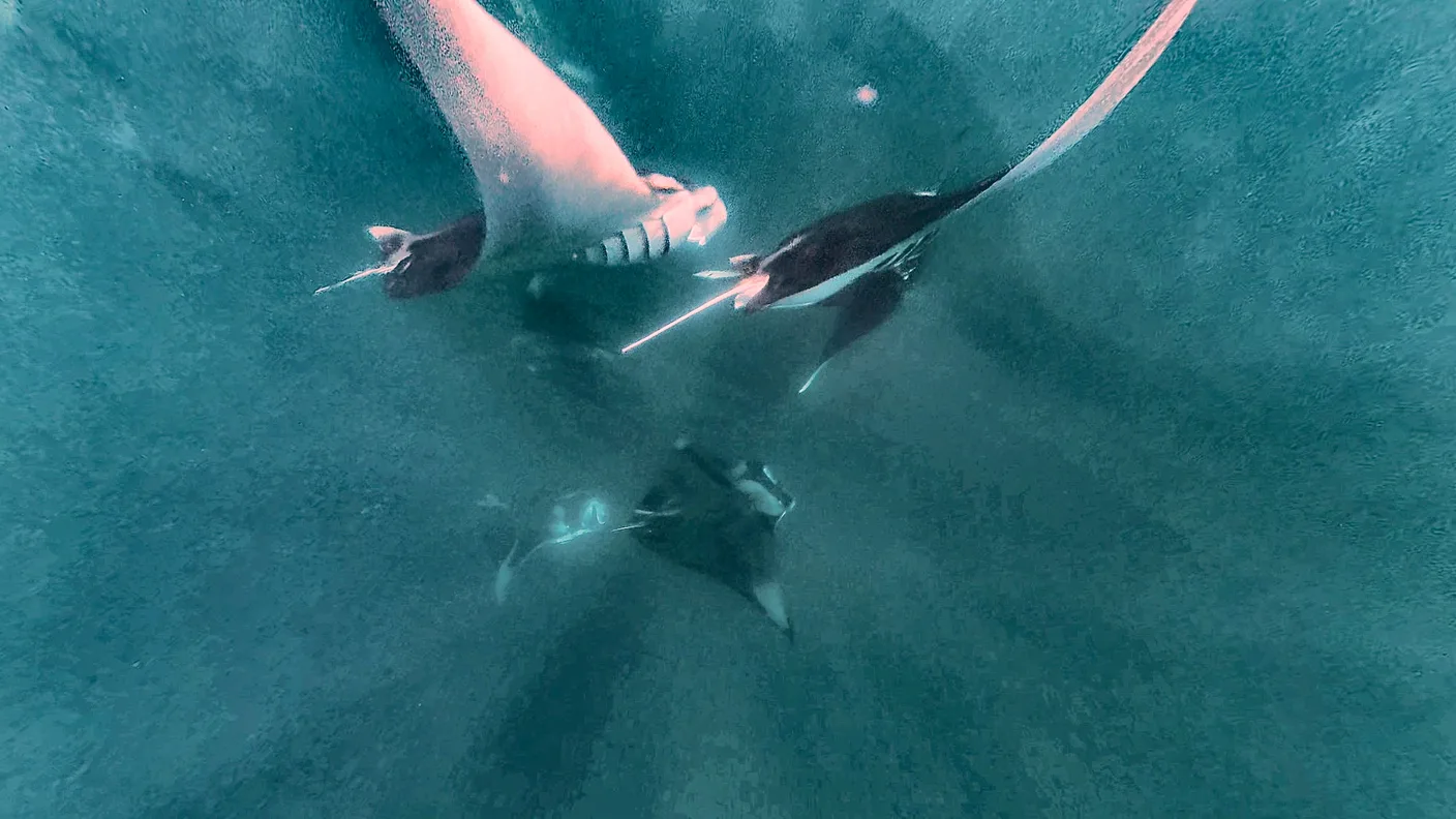 Mehrere Mantarochen ziehen auf den Malediven im offenen, blaugrünen Wasser dicht unter der Oberfläche vorbei.