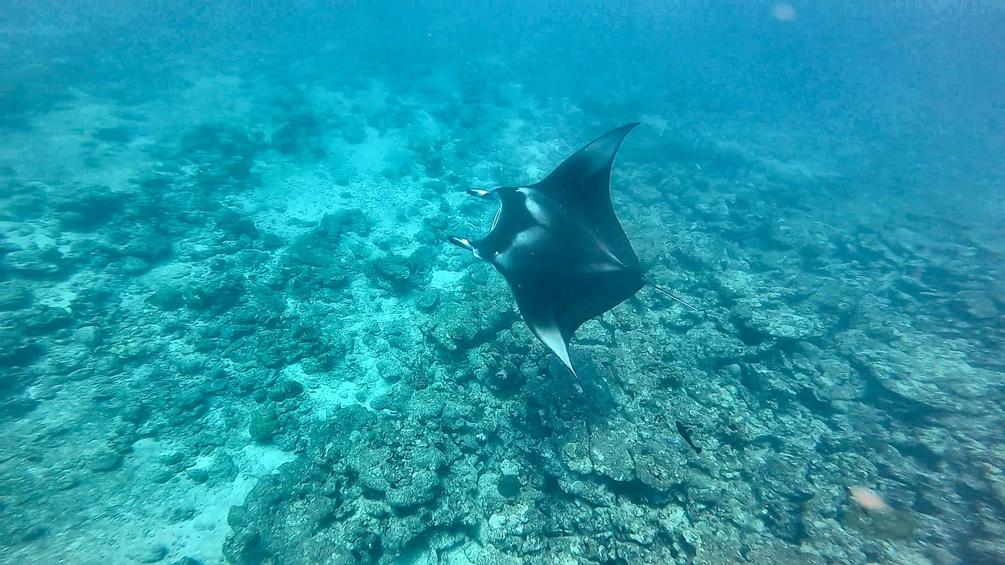 Manta turning and tilting above the reef in the Maldives