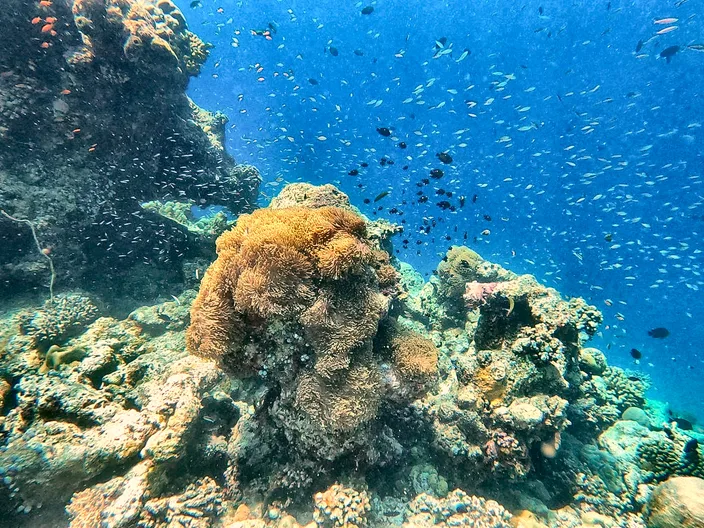 Colorful coral reef in shallow water in the Maldives