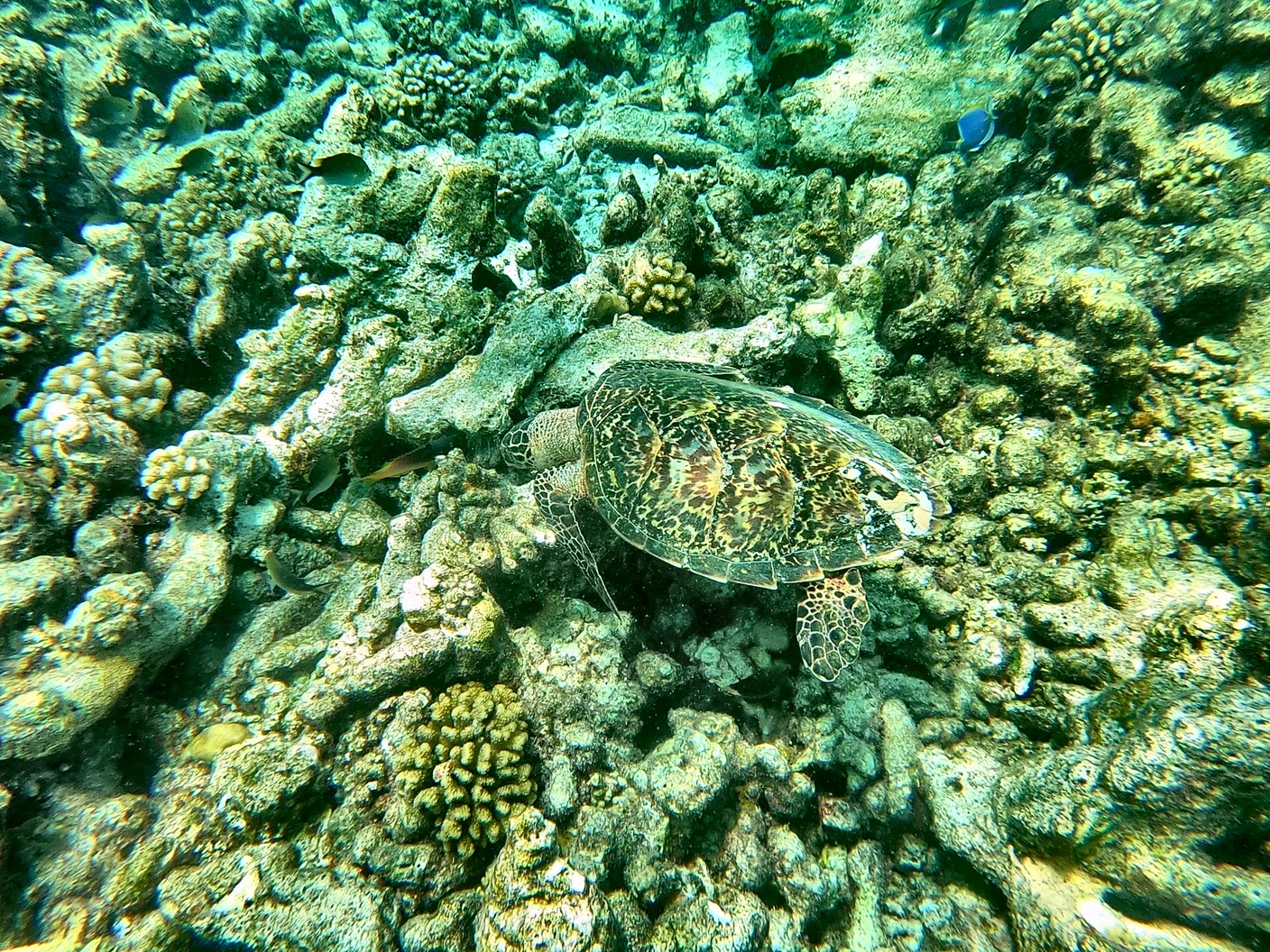 Sea turtle resting on the colorful coral reef in the Maldives
