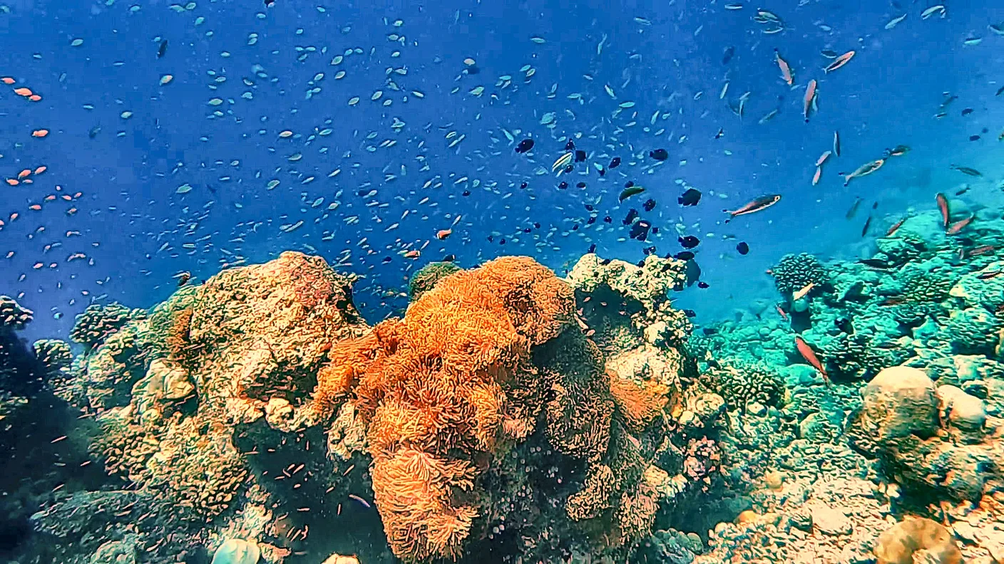 Large anemone with a cloud of tiny fish at Turtle Reef (Maldives)