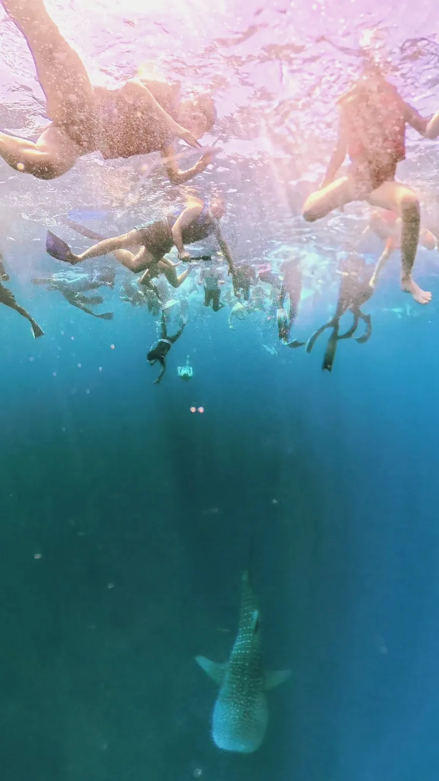 View from below: dozens of snorkelers with fins at the water's surface, far below the whale shark moves alone through the blue, Maldives.