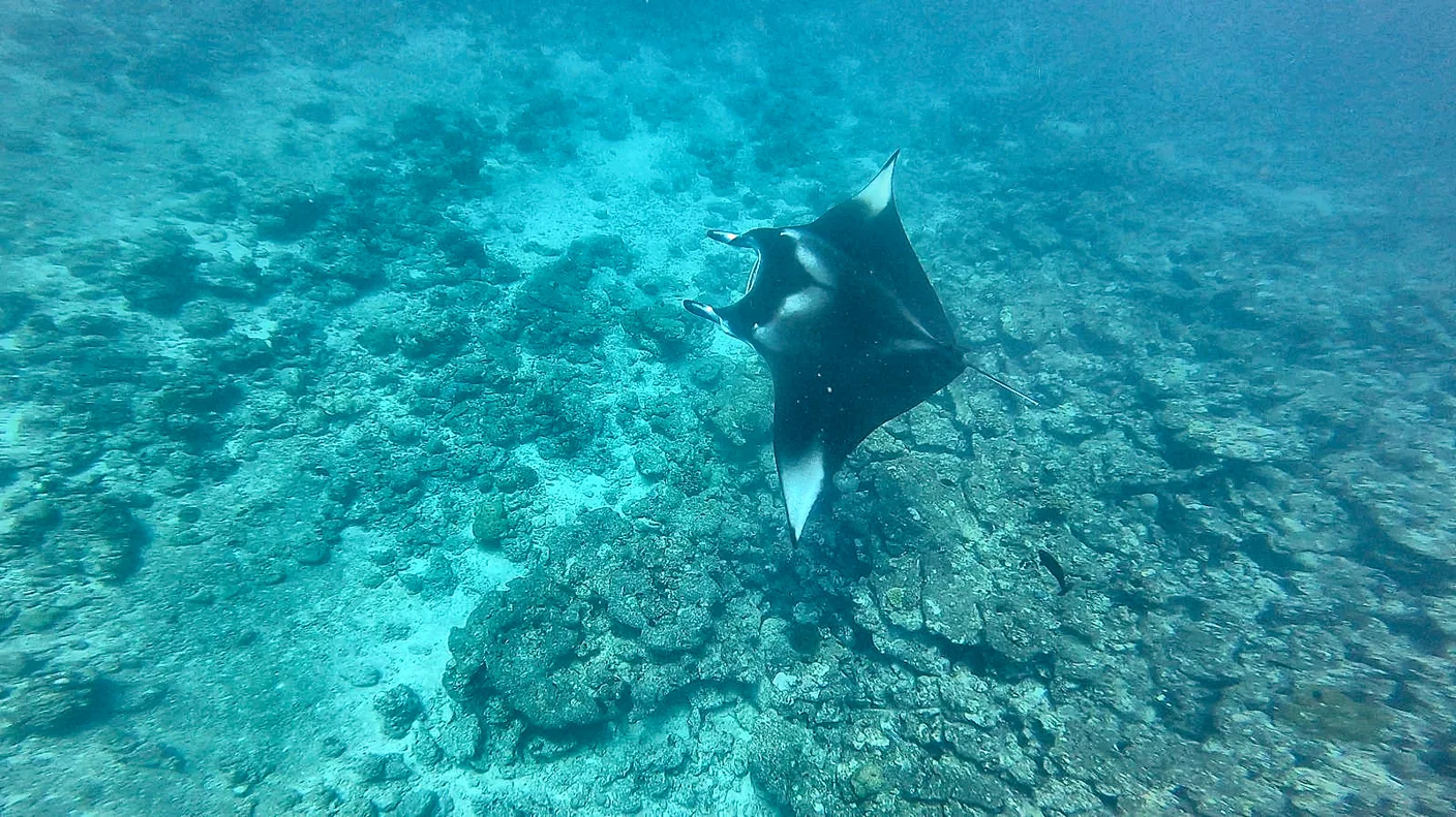 Manta gliding over the reef in the Maldives, its pale underside in the light