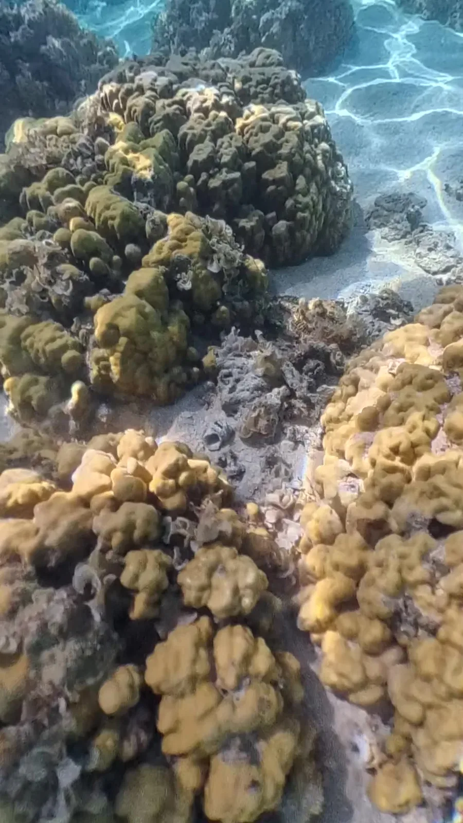 Korallengarten auf Mauritius mit Lichtspiel auf dem Sand.