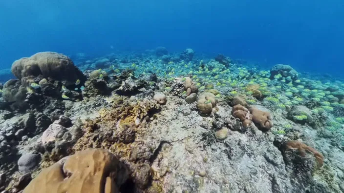 A sloping reef with a school of small yellow fish in clear water, boat trip off the west coast of Mauritius