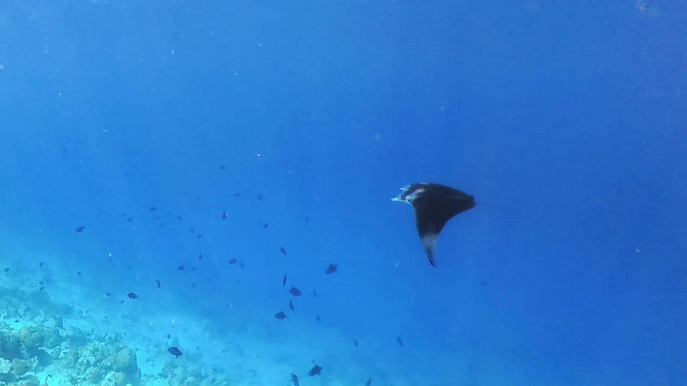 Ein Riffmanta schwebt im klaren blauen Wasser über der Riffkante von Rasdhoo Beyru, darunter kleine Fische.