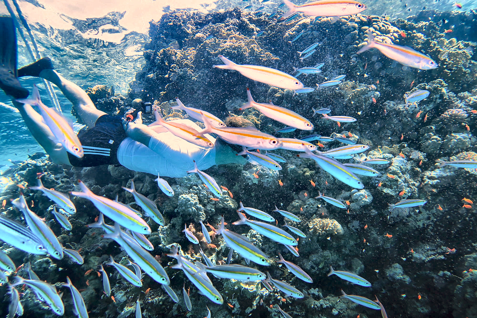 Schnorchler mitten in einem Schwarm aus Füsilieren am Gordon Reef