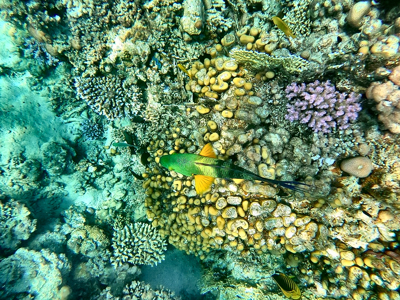 Bunter Korallengarten im Roten Meer