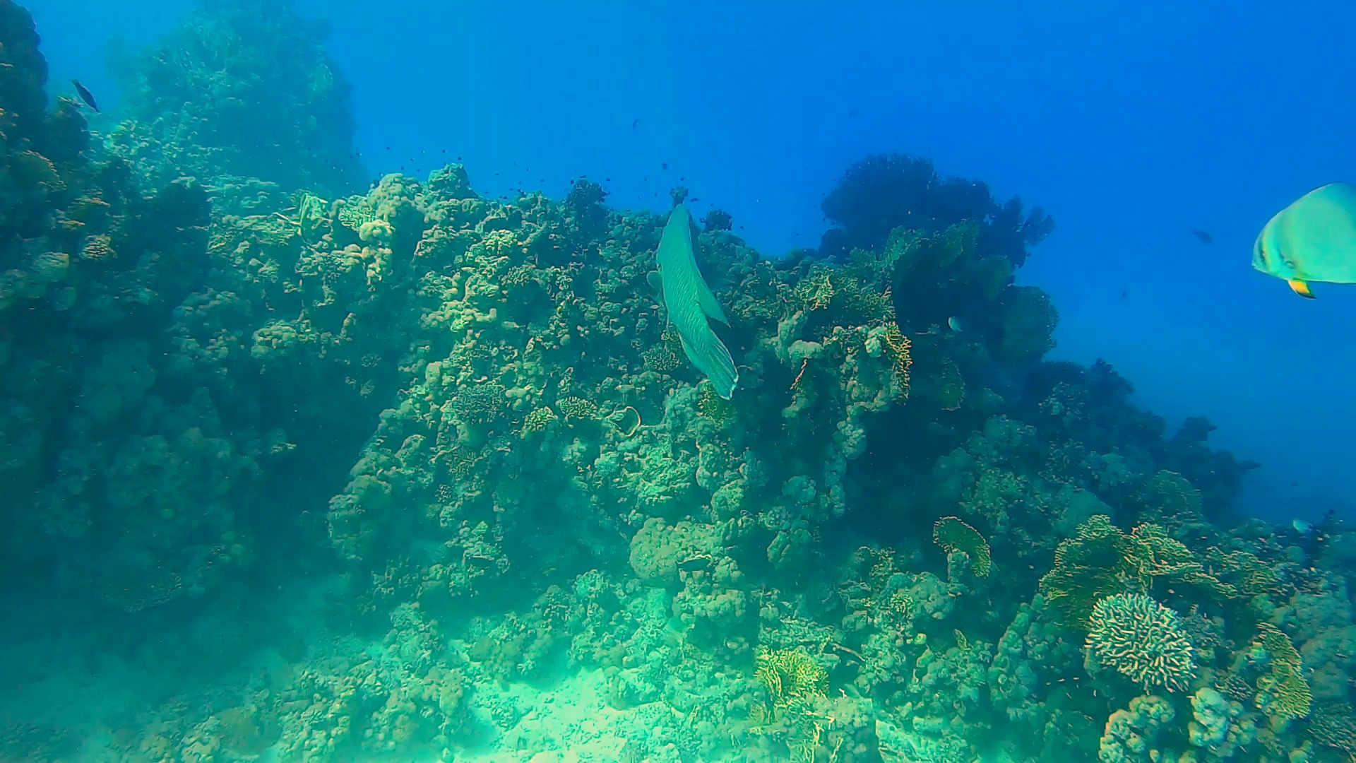 Ein Napoleonfisch zieht an der Riffwand im Ras Mohammed vorbei